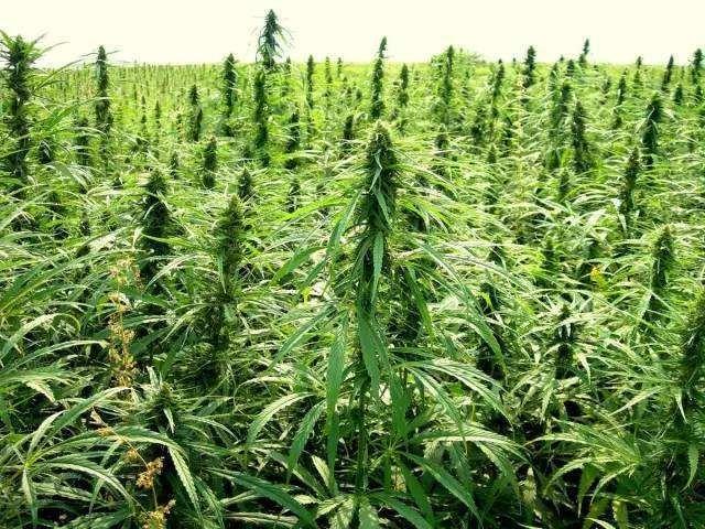 大麻的危害有哪些？该怎么戒除大麻？
