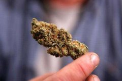 大麻属于毒品吗?大麻吸食过量会怎样?