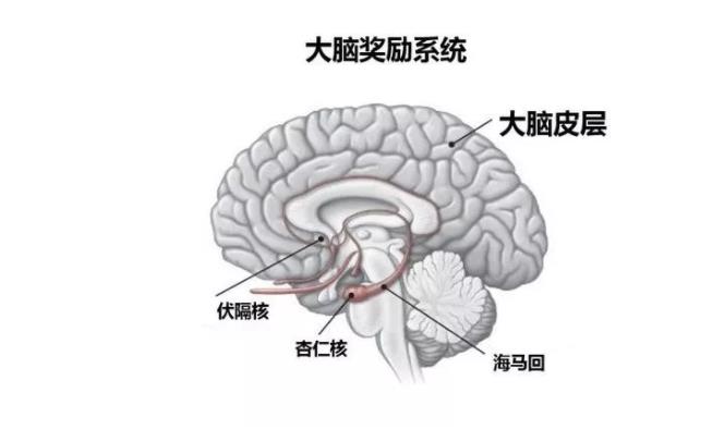 为什么吸食毒品会上瘾?吸毒患者的心理是怎样的?